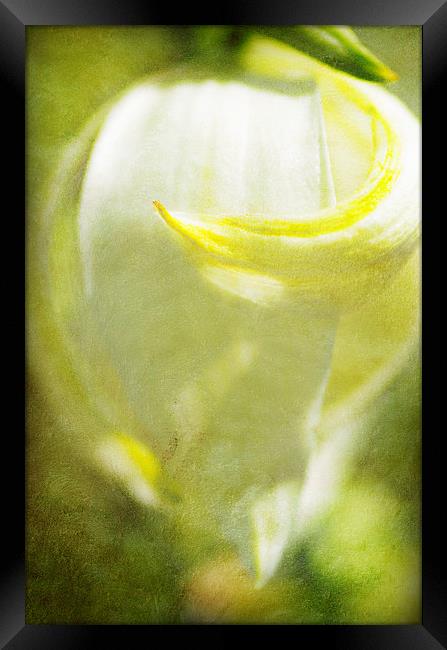 Yucca Flower Framed Print by Mary Lane