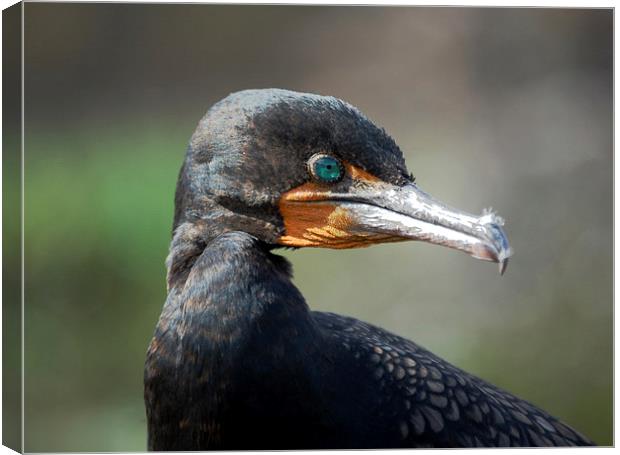 Close Up Cormorant Canvas Print by james balzano, jr.