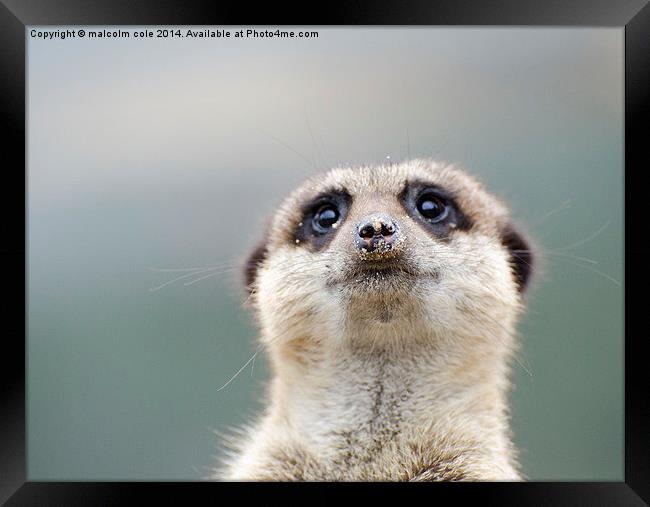 The inquisitive lookout Framed Print by malcolm cole