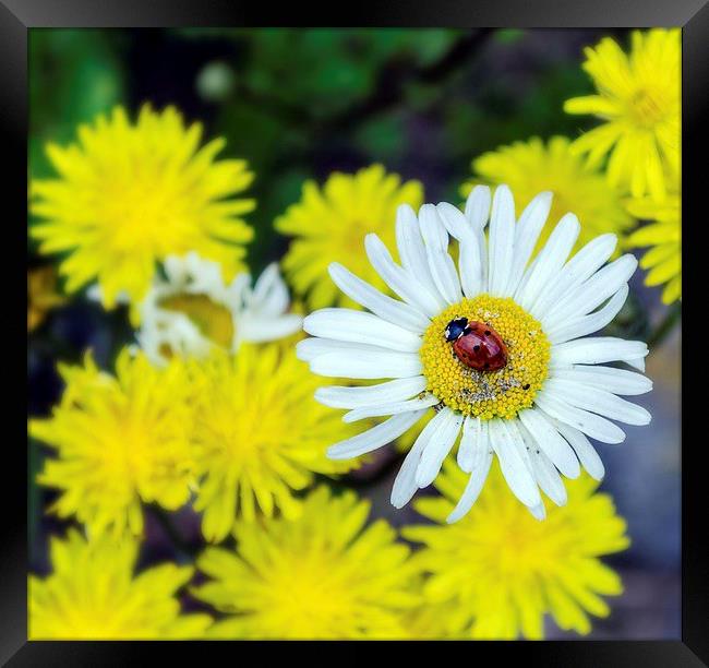 Ladybird on a daisy Framed Print by Mark Hobbs