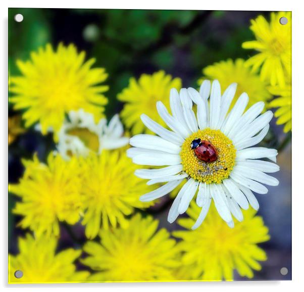 Ladybird on a daisy Acrylic by Mark Hobbs