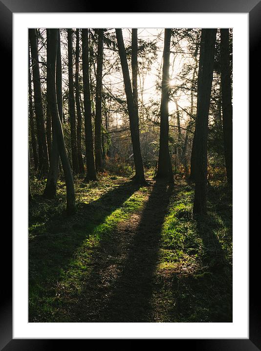 Sunlight casting shadows through woodland. Framed Mounted Print by Liam Grant