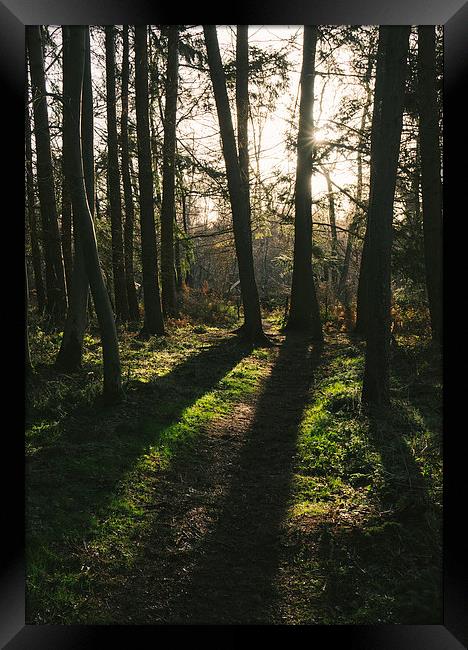 Sunlight casting shadows through woodland. Framed Print by Liam Grant