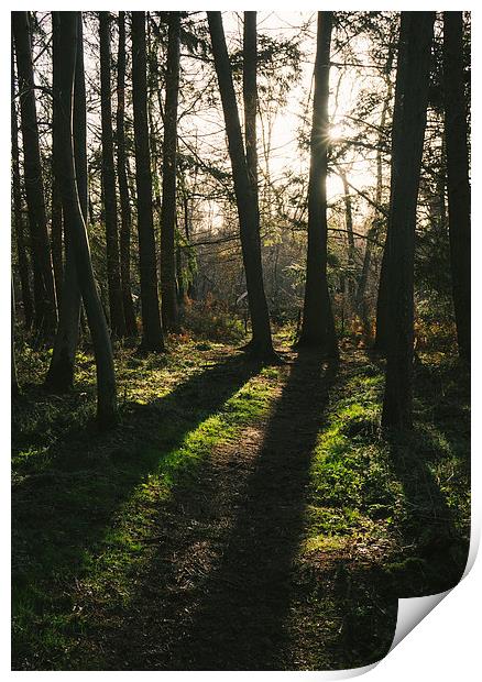 Sunlight casting shadows through woodland. Print by Liam Grant