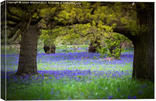 Bluebell Wood Canvas Print by Julian Mitchell