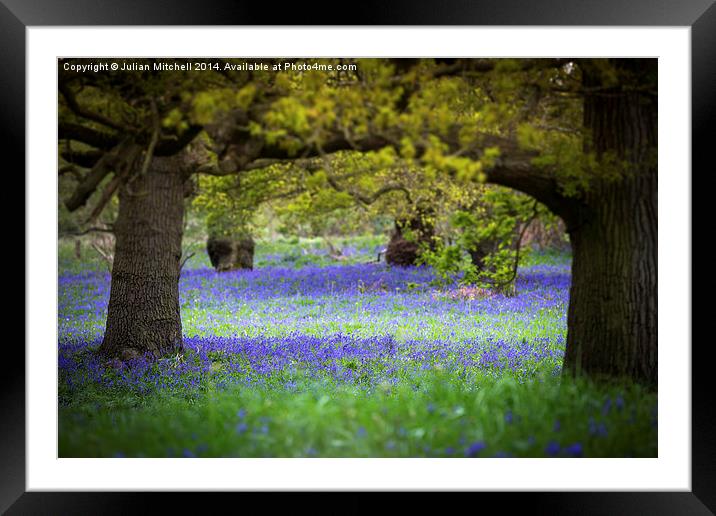 Bluebell Wood Framed Mounted Print by Julian Mitchell