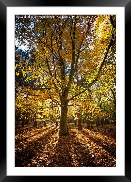 Autumn Framed Mounted Print by Julian Mitchell