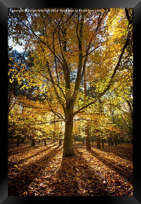Autumn Framed Print by Julian Mitchell