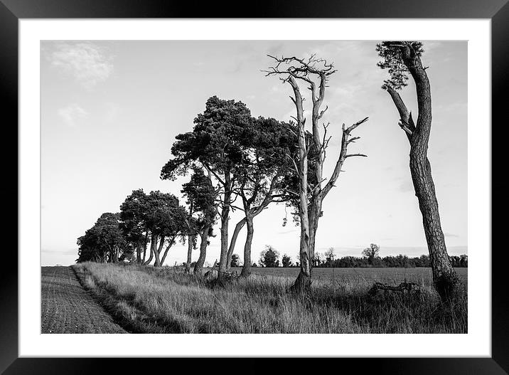 Sunlit Pine trees line a field below clear sky. Framed Mounted Print by Liam Grant