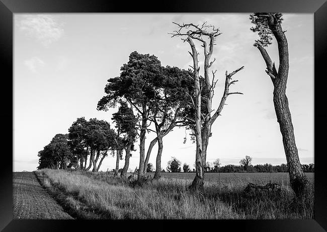 Sunlit Pine trees line a field below clear sky. Framed Print by Liam Grant
