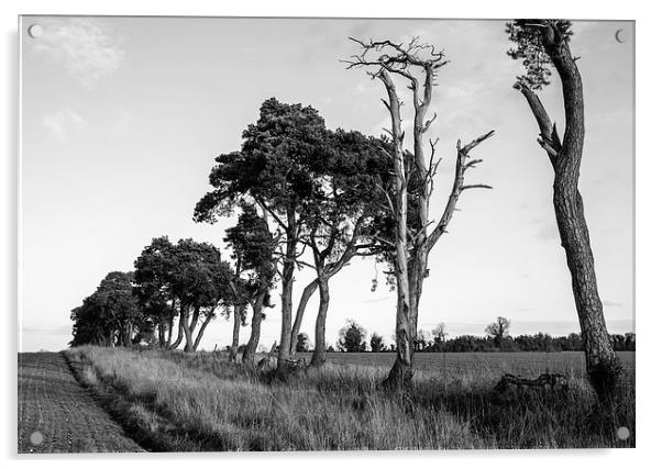 Sunlit Pine trees line a field below clear sky. Acrylic by Liam Grant