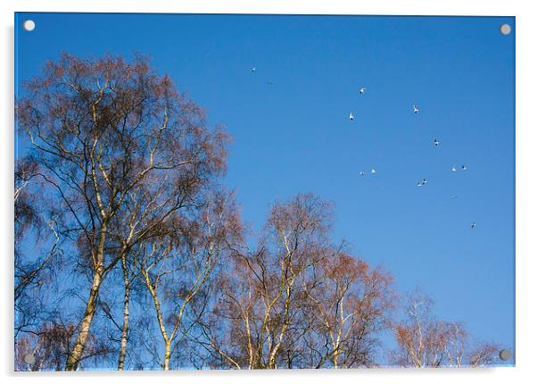 Winter Birch trees and gulls flying against a blue Acrylic by Liam Grant