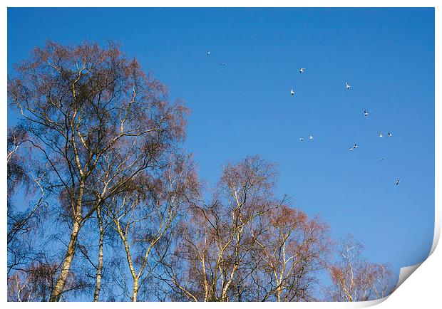 Winter Birch trees and gulls flying against a blue Print by Liam Grant