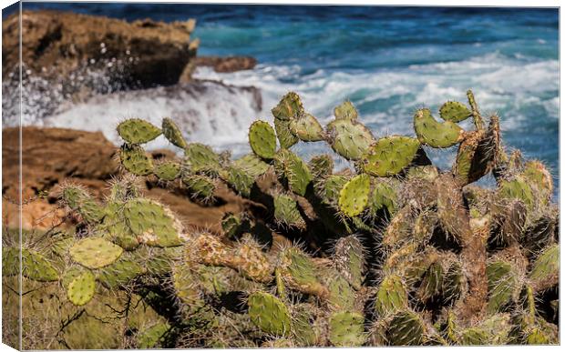 Cactus and waves Canvas Print by Gail Johnson
