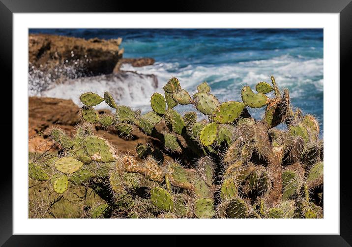 Cactus and waves Framed Mounted Print by Gail Johnson