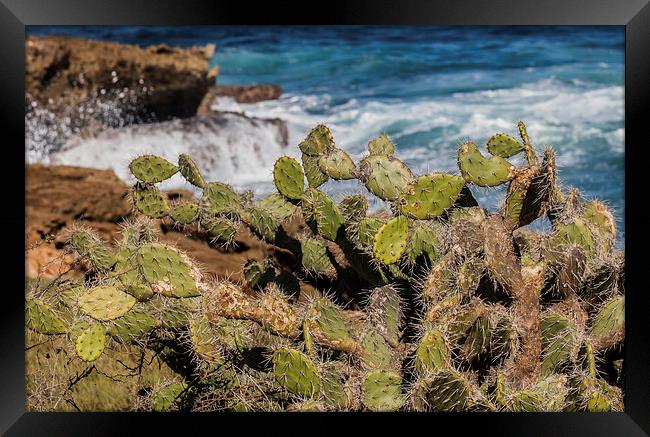 Cactus and waves Framed Print by Gail Johnson