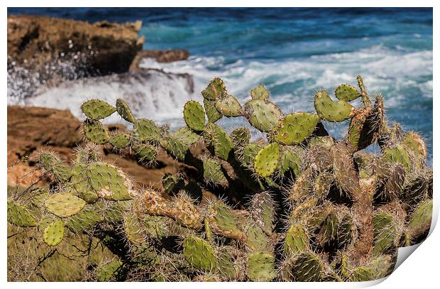 Cactus and waves Print by Gail Johnson