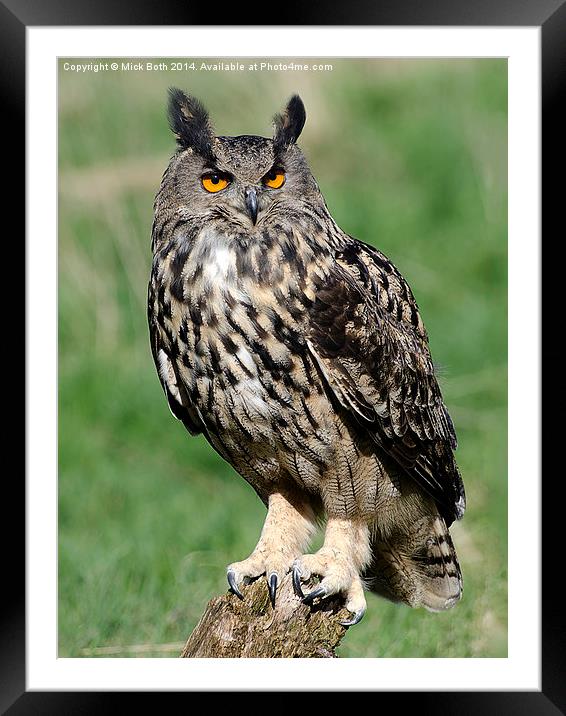 Eagle Owl Framed Mounted Print by Mick Both