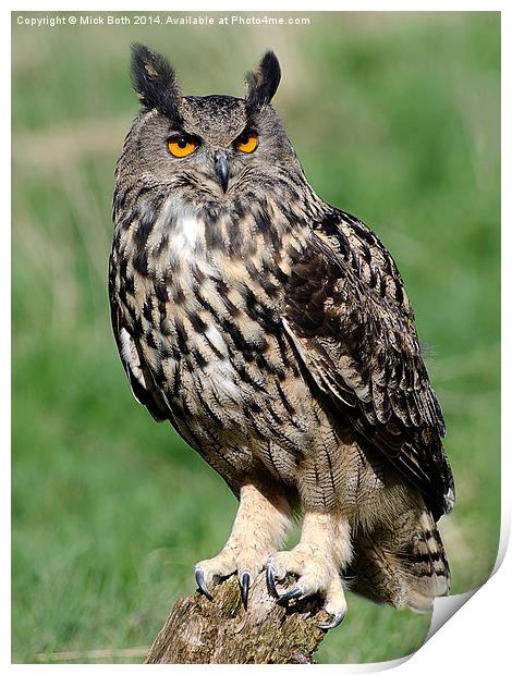 Eagle Owl Print by Mick Both