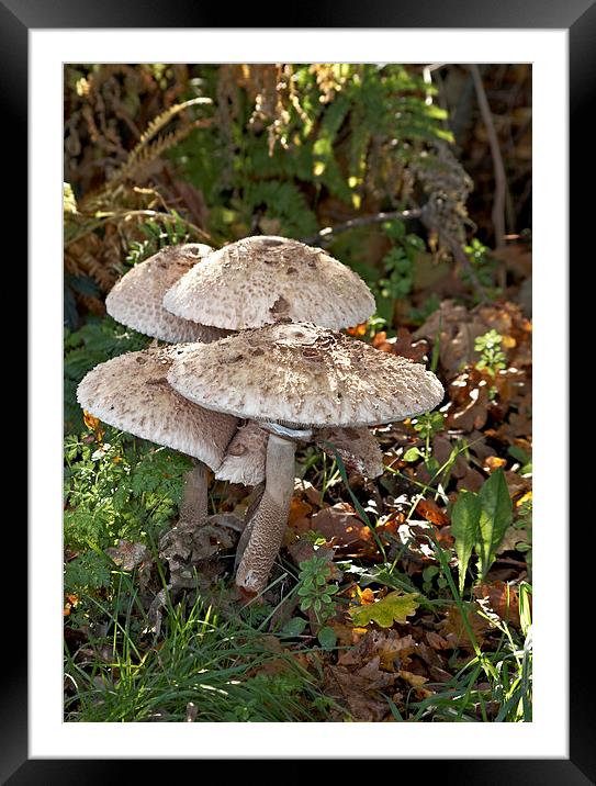 Roadside parasol fungi Framed Mounted Print by Brian Fry