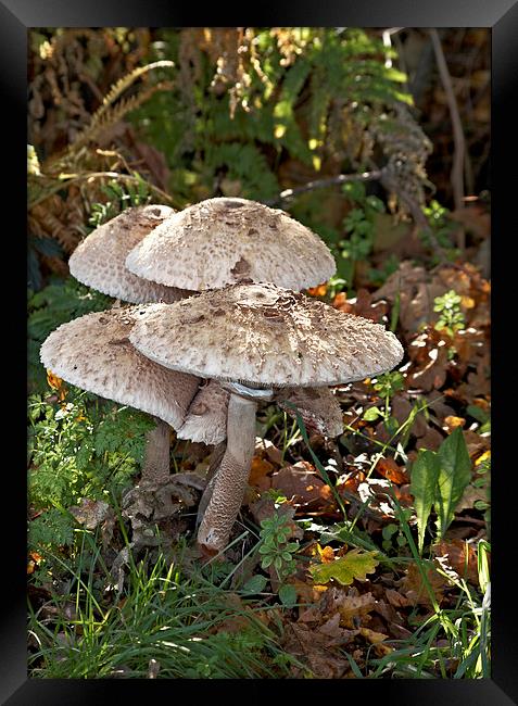 Roadside parasol fungi Framed Print by Brian Fry