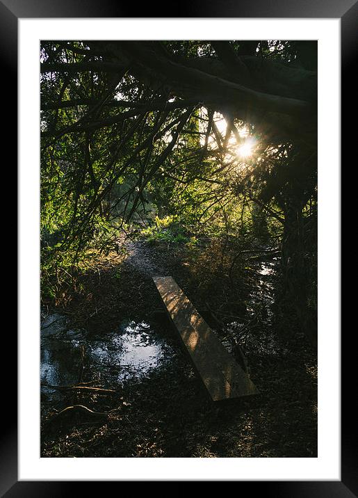 Sunlight and footbridge below a Yew tree. Framed Mounted Print by Liam Grant