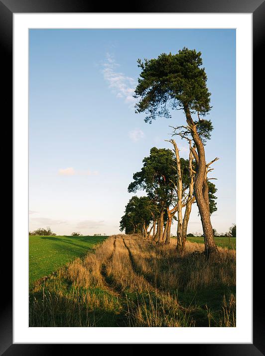Sunlit Pine trees line a green field below blue sk Framed Mounted Print by Liam Grant