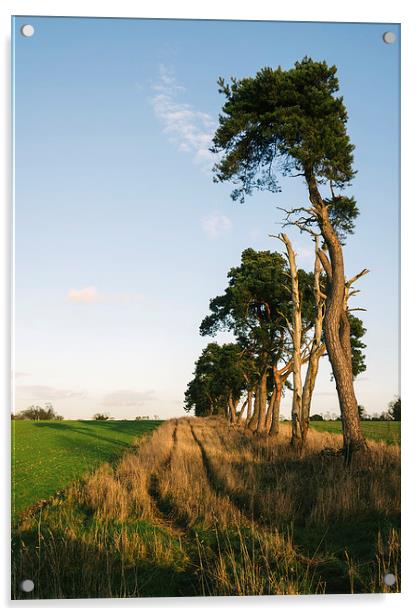 Sunlit Pine trees line a green field below blue sk Acrylic by Liam Grant