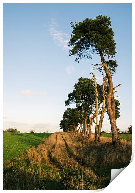 Sunlit Pine trees line a green field below blue sk Print by Liam Grant