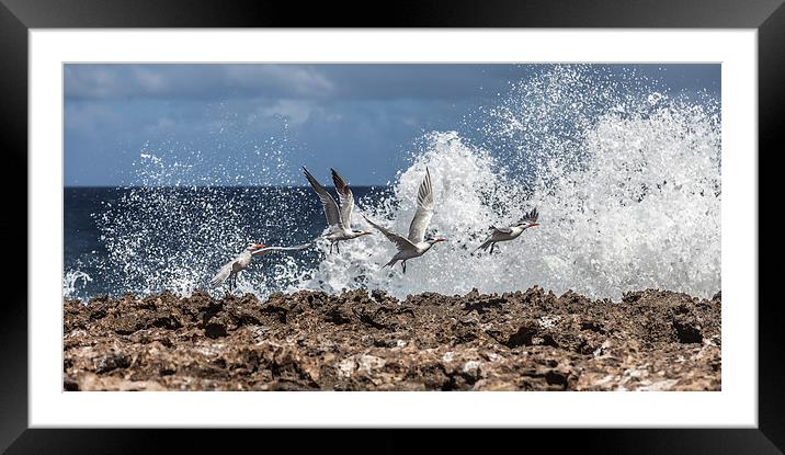 Flying birds in crashing waves Framed Mounted Print by Gail Johnson
