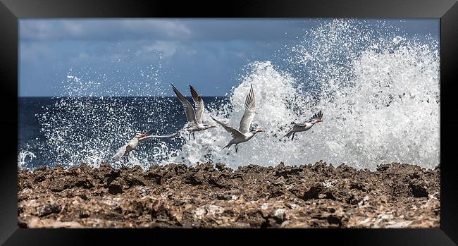 Flying birds in crashing waves Framed Print by Gail Johnson