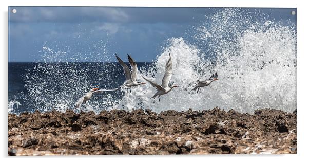 Flying birds in crashing waves Acrylic by Gail Johnson