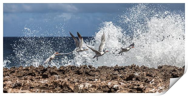 Flying birds in crashing waves Print by Gail Johnson