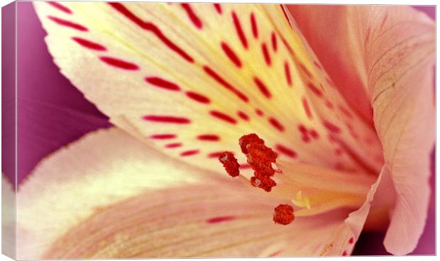 LILY CLOSEUP Canvas Print by Anthony Kellaway