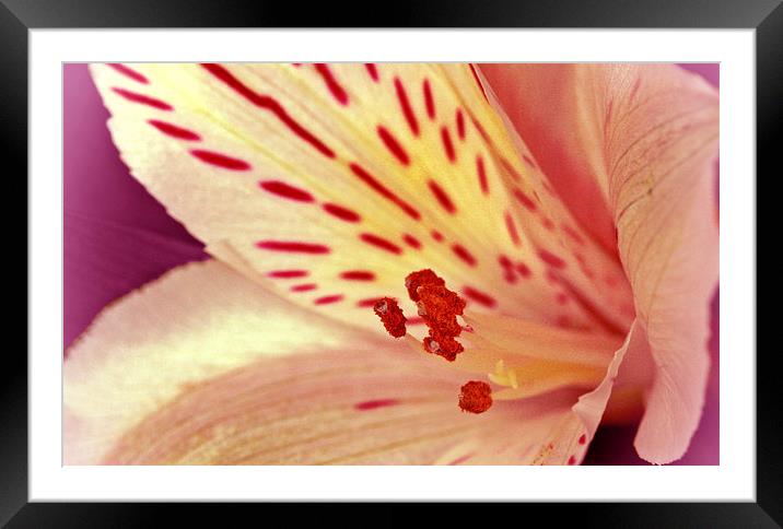 LILY CLOSEUP Framed Mounted Print by Anthony Kellaway