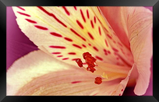 LILY CLOSEUP Framed Print by Anthony Kellaway