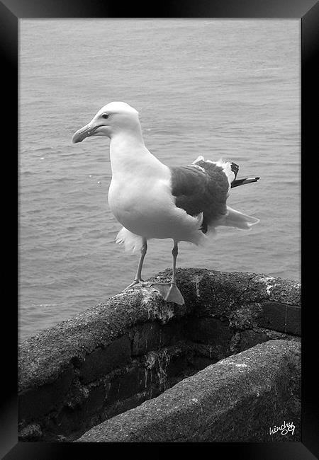 gull on point Framed Print by Paul Hinchcliffe