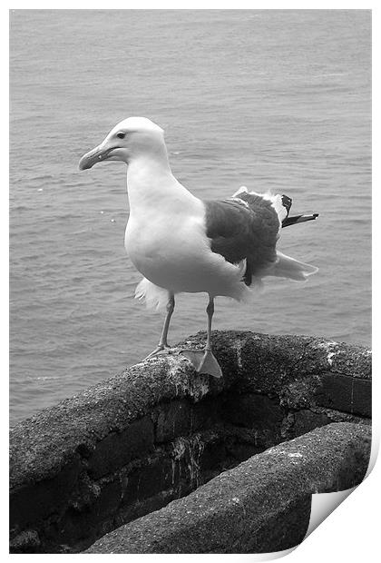 gull on point Print by Paul Hinchcliffe