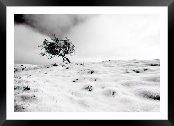 The wee tree Framed Mounted Print by Kevin Dobie