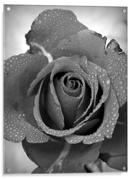 ROSE IN BLACK AND WHITE Acrylic by Anthony Kellaway