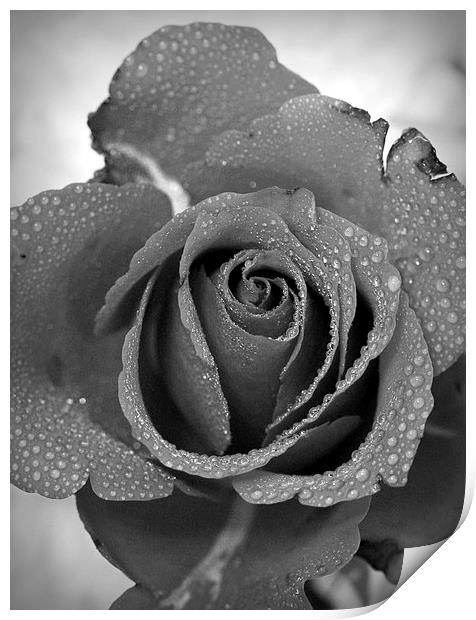 ROSE IN BLACK AND WHITE Print by Anthony Kellaway