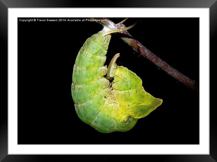 Caterpillar turning into chrysalis Framed Mounted Print by Trevor Dawson