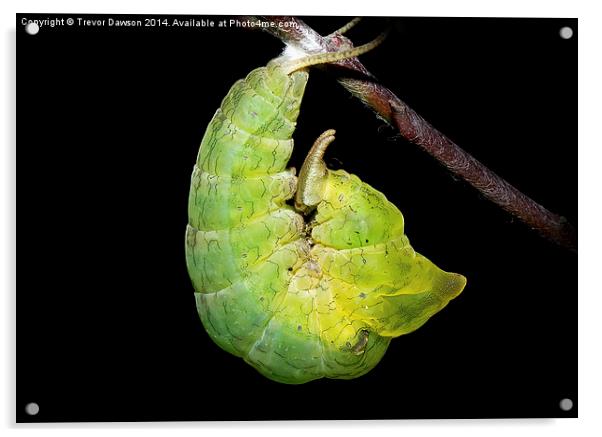 Caterpillar turning into chrysalis Acrylic by Trevor Dawson