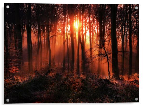 Woodland Sunrise Acrylic by Ceri Jones