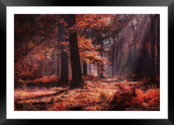 Fresh Autumn Woodlands Framed Mounted Print by Ceri Jones
