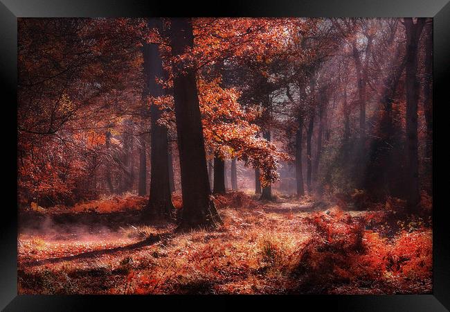Fresh Autumn Woodlands Framed Print by Ceri Jones