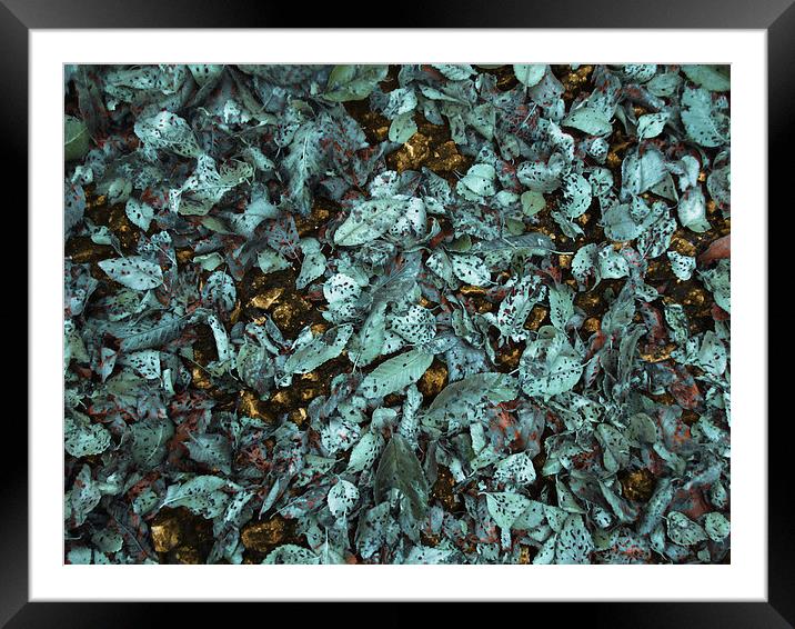 Patina Leaves Framed Mounted Print by Mary Rath