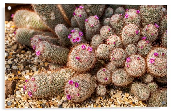 Desert Cactus Acrylic by Mark Llewellyn