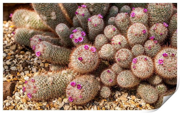 Desert Cactus Print by Mark Llewellyn