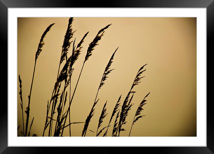 Golden Corn Framed Mounted Print by